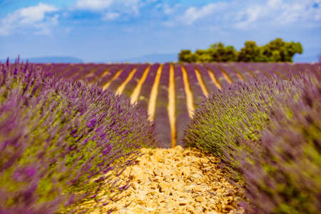 Lavender flowers blooming fields in rows. Summer landscape. Provence in France, Europe.の写真素材