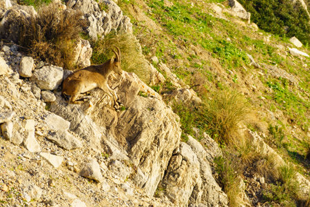 Spanish ibex, wild mountain goats in rocky landscape, Spain. Wildlife animals.