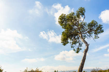 Single tilted pine tree against blue sky.の写真素材