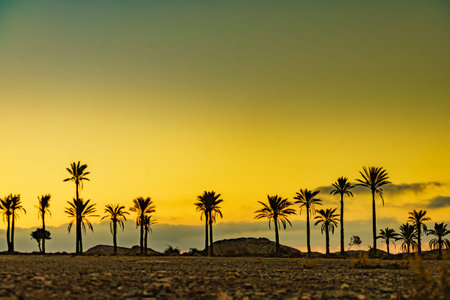 Sunrise landscape with palm trees in Sierra Alhamilla mountain range, Spain.の写真素材