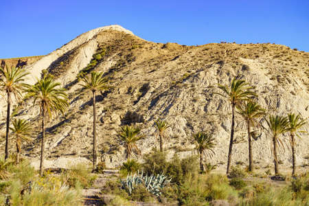 Landscape with palm trees in Sierra Alhamilla mountain range, Spain.の写真素材