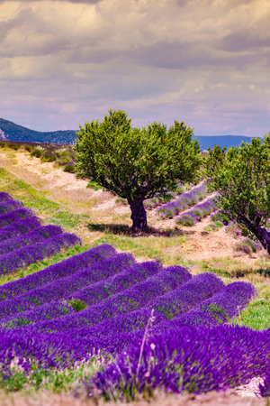 Landscape with blooming lavender fields and mountains in the distance, France. Flowering season. Attraction trip for french vacation.の写真素材