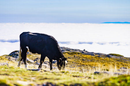 Cow on pasture in high mountains above clouds. Serra da Estrela in Portugal.の写真素材