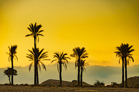 Sunrise landscape with palm trees in Sierra Alhamilla mountain range, Spain.の写真素材
