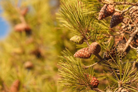 Cones on the branches of a conifer tree. Details of autumn nature.の写真素材