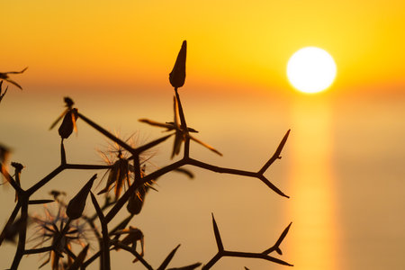 Dry beach plant against orange sunrise over sea. Nature, coastal landscapeの写真素材