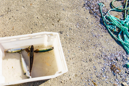 Fishing. Fresh catch fishes in bowl
