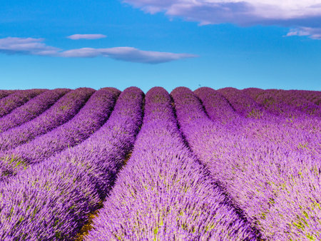 Lavender fields at sunny day, Provence, Valensole plateau. Farmlands painted violet blooms. Travel region.の写真素材