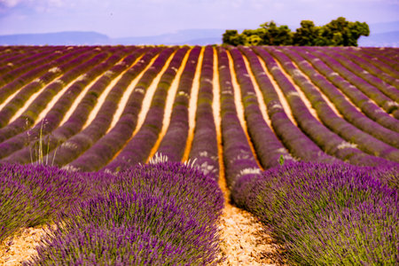 Landscape with blooming lavender fields and mountains in the distance, France. Flowering season. Attraction trip for French vacation.の写真素材