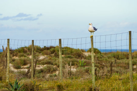 Seagull seaside bird sitting on fance at the sea duneの写真素材