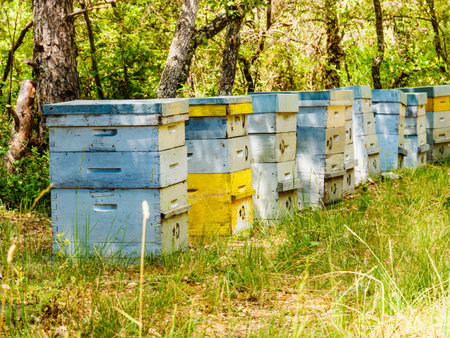 Many bee hives in green forest. Honey beehives outdoors on nature, Provence France. Beekeeping or...