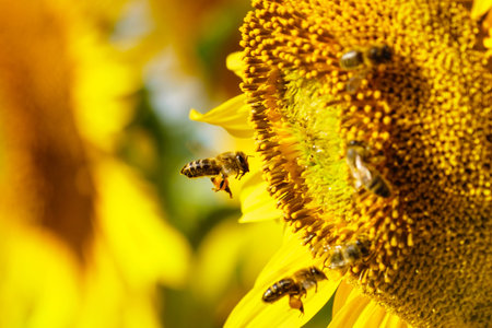 Honey bee, a lot of bees collecting pollen at yellow flower, blooming yellow sunflower.の写真素材