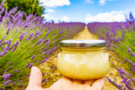Hand holds jar with honey against fresh lavender field background. Provence in France.
