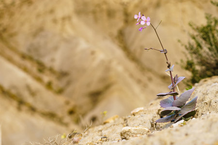 Single violet flower against mountain rock. Spring nature. Tabernas desert, Andalucia Spain.
