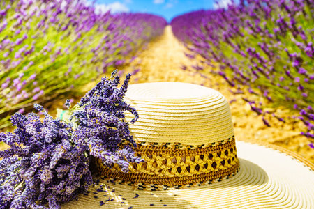 Summer hat and bouquet of natural lavender herb flowers against purple field. Attraction trip for...