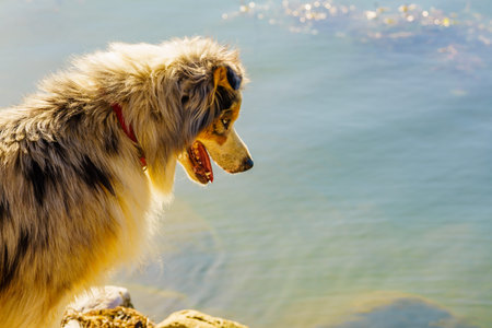 Dog with open mouth on natureの写真素材