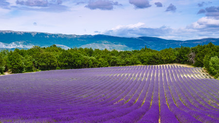Blooming lavender field. Rural countryside landscape with mountains on horizon. Puimoisson region, Plateau Valensole, Alpes de Haute Provence in France.の写真素材