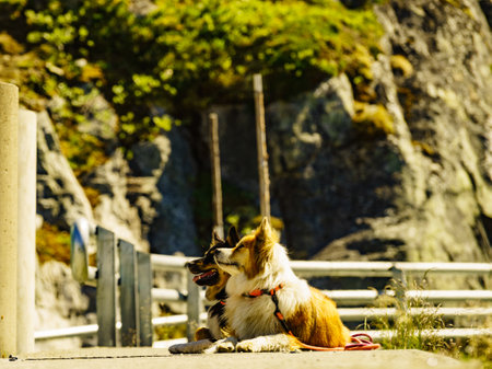 Two dogs on nature.の写真素材