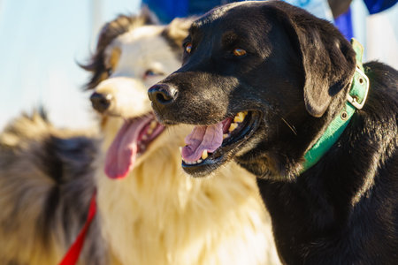 Person walks with two dogs outdoors. Pet careの写真素材