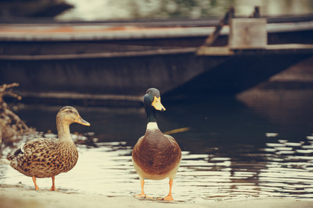 Wild drake and duck at riverbank, boats in the backgroundの写真素材