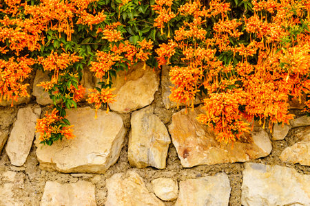 Orange flowers hanging over the garden fence wall in Spain. Pyrostegia venusta. Nature, blooming background.の写真素材