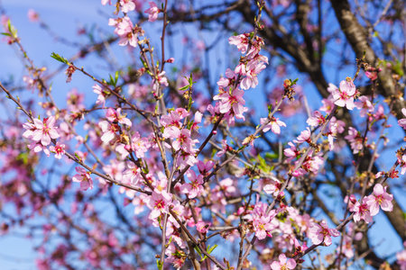 Blooming tree against blue sky. Spring natureの写真素材