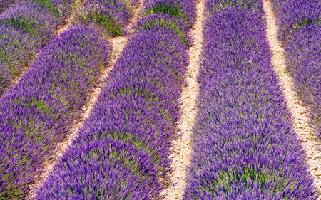 Lavender flowers blooming fields in rows. Summer landscape. Provence in France, Europe.の写真素材