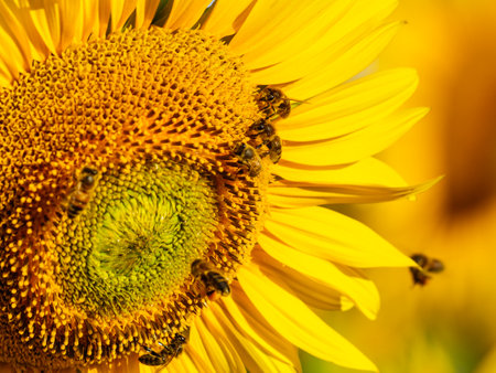 Honey bee collecting pollen at yellow flower, blooming yellow sunflower.の写真素材