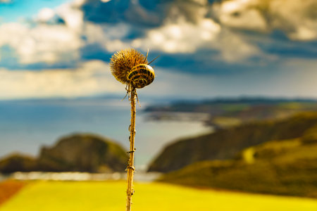 Dry plant with snail against sea coast in north Spain. View from Faro de Cabo Penas to the Bay of Biscay. Seascape of Atlantic ocean and Asturias coastline.の写真素材
