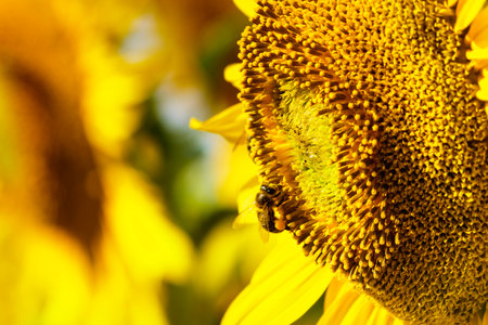 Honey bee collecting pollen at yellow flower, blooming yellow sunflower.の写真素材