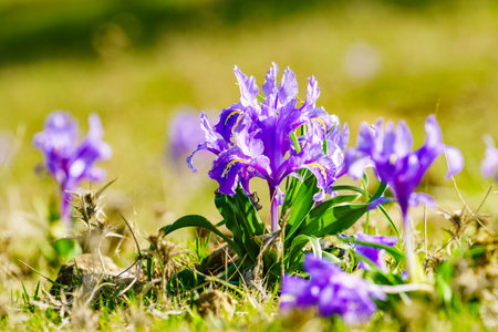 Purple spring crocus flower on natureの写真素材