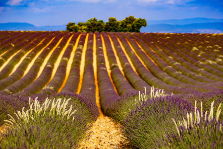 Lavender flowers blooming fields in rows. Summer landscape. Provence in France, Europe.の写真素材