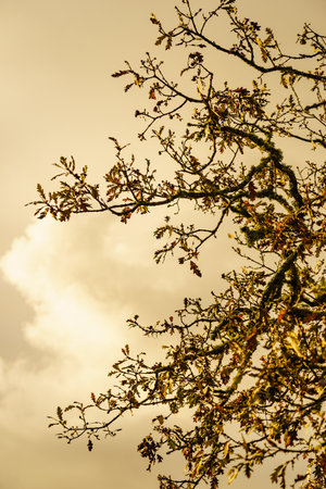 Autumn old oak tree against cloudy sky. Colorful leaves on branches.の写真素材