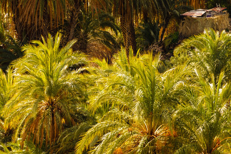 Palm trees. Mediterranean natureの写真素材