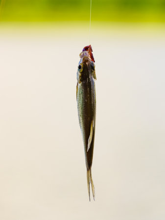 Crucian fish caught on bait, hanging on hook on fishing rod.の写真素材
