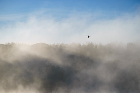 Silhouette bird flying over misty hills and woods, foggy nature landscapeの写真素材