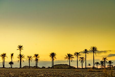 Sunrise landscape with palm trees in Sierra Alhamilla mountain range, Spain.の写真素材
