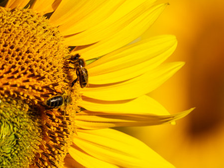 Honey bee collecting pollen at yellow flower, blooming yellow sunflower.の写真素材