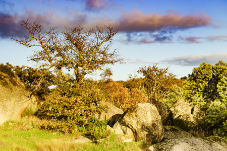 Autumn old oak tree against blue sky. Autumnal natural scenery.の写真素材
