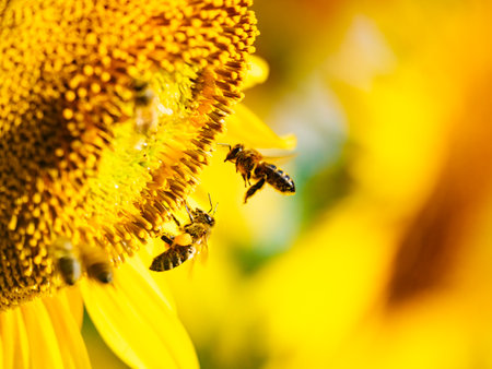 Honey bee, a lot of bees collecting pollen at yellow flower, blooming yellow sunflower.の写真素材