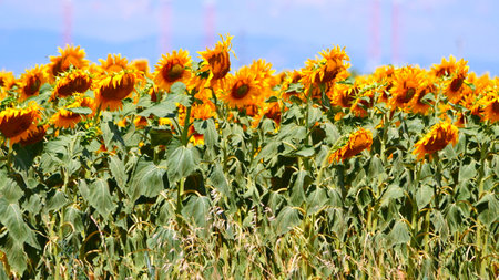 Agricultural field with blooming yellow sunflowers by summertime. Provence in France.の写真素材