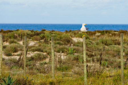 Seagull seaside bird sitting on fence at the sea duneの写真素材