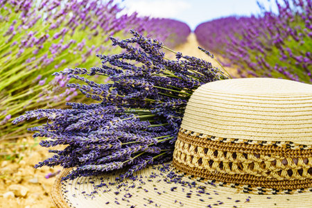 Summer hat and bouquet of natural lavender herb flowers against purple field. Attraction trip for french vacation in Provence.の写真素材