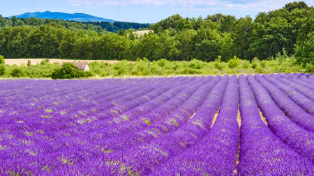 Blooming lavender field. Rural countryside landscape with mountains on horizon. Puimoisson region, Plateau Valensole, Alpes de Haute Provence in France.の写真素材