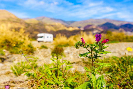 Spring flowers and camper vehicle wild camping in the distance. Caravan vacation. Sierra Alhamilla mountains, Almeria province, Andalusia Spain.の写真素材