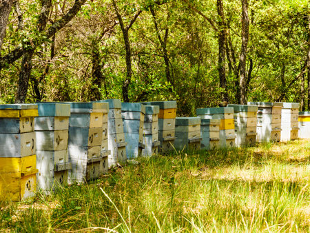 Many bee hives in green forest. Honey beehives outdoors on nature, Provence France. Beekeeping or...