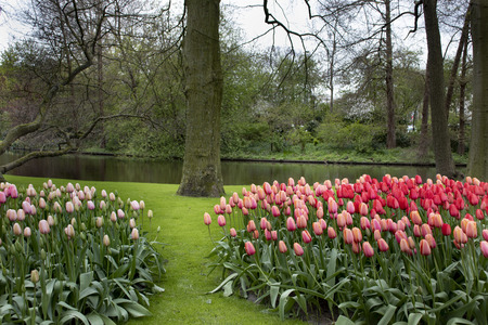 romantic scenery with beautiful pink tulips in flower parkの写真素材
