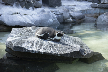 Lazy penguin is resting on the sun in zooの写真素材