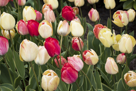beautiful and colorful tulips in the parkの写真素材