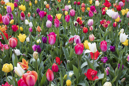 beautiful and colorful tulips in the parkの写真素材